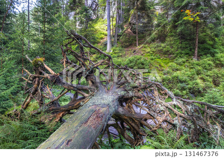 Landscape of Adrspach-Teplice Rocks area, in Hradec Kralove Region in Czech Republic, Europe. Fallen tree amidst a lush forest floor, roots exposed, creating a natural obstacle and texture contrast. Landscape of Adrspach-Teplice Rocks area, in Hradec Kralove Region in Czech Republic, Europe. Fallen tree amidst a lush forest floor, roots exposed, creating a natural obstacle and texture contrast. 131467376