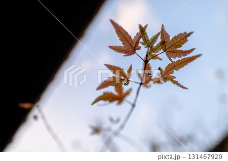 逆光に透ける紅葉したカエデの葉と秋空のボケ感(和風・自然背景) 逆光に透ける紅葉したカエデの葉と秋空のボケ感(和風・自然背景) 131467920