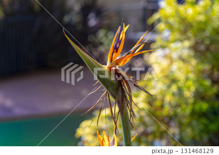 A Bird of Paradise Strelitzia flower in a domestic garden 131468129