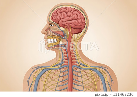 Side view of human anatomy showing nervous system and circulatory pathways in detailed educational diagram 131468230