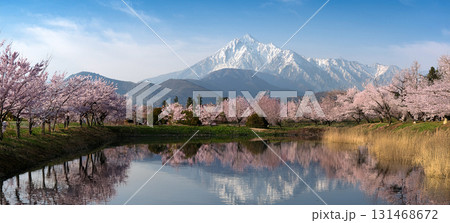 池と桜と遠景の山 131468672