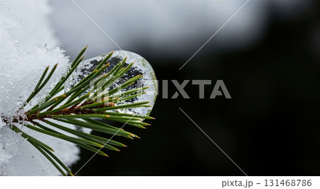 A detailed close-up shows a vibrant green pine branch partially covered in soft white snow and glistening clear ice, contrasting with a dark, blurred winter environment. A detailed close-up shows a vibrant green pine branch partially covered in soft white snow and glistening clear ice, contrasting with a dark, blurred winter environment. 131468786