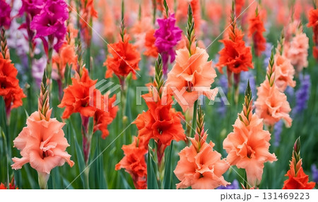 The Gladiolus Flowers or Sword Lily blooms in vibrant peach and fuchsia, symbolizing deep commitment, faithfulness, and the unwavering strength of enduring love and promise. AI Generated The Gladiolus Flowers or Sword Lily blooms in vibrant peach and fuchsia, symbolizing deep commitment, faithfulness, and the unwavering strength of enduring love and promise. AI Generated 131469223