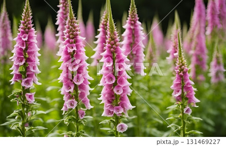 A dramatic vivid close-up of fuchsia and pink Foxglove or Digitalis spikes, creating an enchanting, fairy-tale vertical display perfect for summer floral backdrops. AI Generated A dramatic vivid close-up of fuchsia and pink Foxglove or Digitalis spikes, creating an enchanting, fairy-tale vertical display perfect for summer floral backdrops. AI Generated 131469227