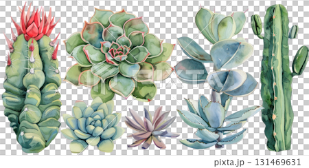Cactus and succulent clipart set featuring vibrant watercolor illustrations with copy space for design projects. Isolated on transparent background. PNG, cutout 131469631