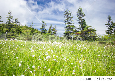 尾瀬・至仏山にて、ワタスゲのお花畑(群馬県・みなかみ町、利根郡片品村) 尾瀬・至仏山にて、ワタスゲのお花畑(群馬県・みなかみ町、利根郡片品村) 131469762