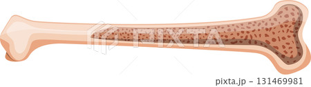 Anatomical representation of a long bone, showcasing its compact and spongy bone structure. 131469981