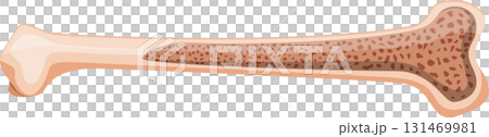 Anatomical representation of a long bone, showcasing its compact and spongy bone structure. Anatomical representation of a long bone, showcasing its compact and spongy bone structure. 131469981