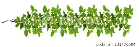 Green twigs with fresh leaves in a line floral arrangement isolated  on white background 131470604