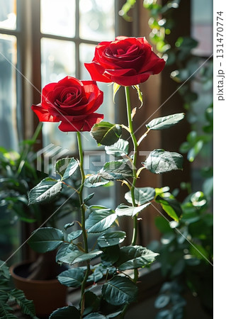 Two Red Roses Blooming Near Window in Soft Sunlight Two Red Roses Blooming Near Window in Soft Sunlight 131470774