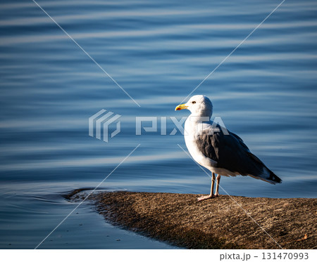 Seagull on stone Seagull on stone 131470993