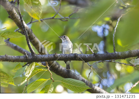枝にとまるコサメビタキ 枝にとまるコサメビタキ 131471235