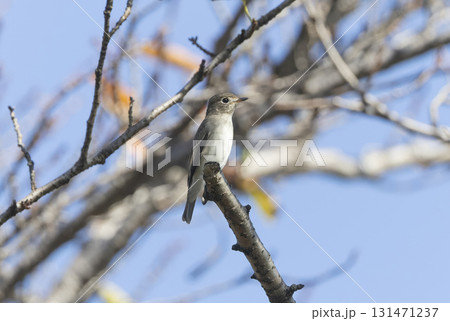 枝にとまるコサメビタキ 131471237