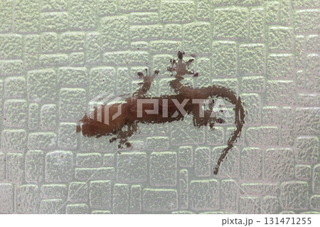 ガラスにはりついている、やもり 131471255