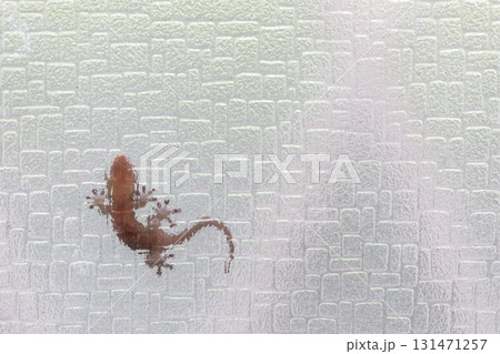 ガラスにはりついている、やもり 131471257