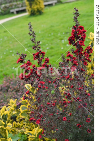 Close-up of blooming red flowers in an autumn garden against a backdrop of fading greenery. Conceptual reference to autumn, the garden's atmosphere, nature, and seasonal beauty. Close-up of blooming red flowers in an autumn garden against a backdrop of fading greenery. Conceptual reference to autumn, the garden's atmosphere, nature, and seasonal beauty. 131471332