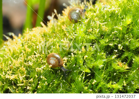 ムシオイガイの一種（カタツムリの成体・約3㎜） 131472037