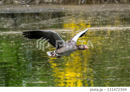 The flying greylag goose, Anser anser is a species of large goose 131472504