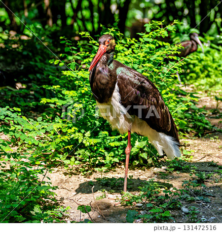 Black stork, Ciconia nigra in a german nature park Black stork, Ciconia nigra in a german nature park 131472516