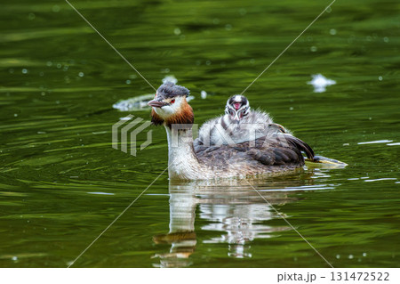 Family of Great Crested Grebe, Podiceps cristatus with beautiful orange colors, a water bird with red eyes. Family of Great Crested Grebe, Podiceps cristatus with beautiful orange colors, a water bird with red eyes. 131472522