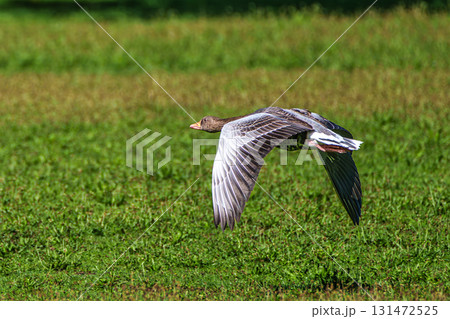 The flying greylag goose, Anser anser is a species of large goose The flying greylag goose, Anser anser is a species of large goose 131472525