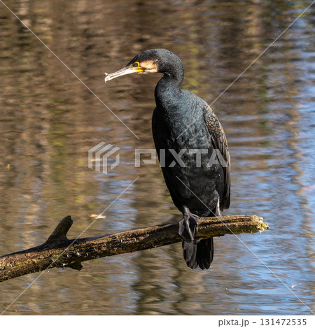 The great cormorant, Phalacrocorax carbo sitting on a branch 131472535