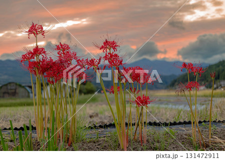 夕暮れの空と彼岸花 131472911