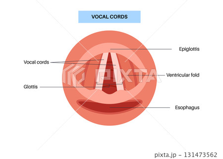 Vocal cords anatomy Vocal cords anatomy 131473562