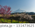 静岡県富士宮市から早咲き桜と梅と富士山 131473625