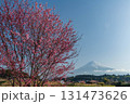 静岡県富士宮市から早咲き桜と富士山 131473626