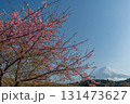 静岡県富士宮市から早咲き桜と富士山 131473627