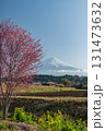 静岡県富士宮市から早咲き桜と富士山 131473632