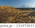 静岡県富士宮市からミツマタと富士山 131473633