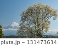 静岡県富士宮市からモクレンと富士山 131473634
