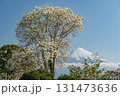 静岡県富士宮市からモクレンと富士山 131473636