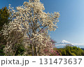 静岡県富士宮市からモクレンと富士山 131473637