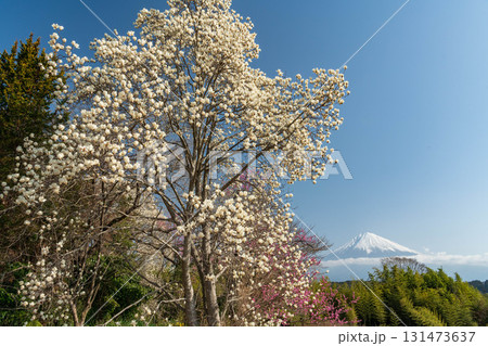 静岡県富士宮市からモクレンと富士山 静岡県富士宮市からモクレンと富士山 131473637
