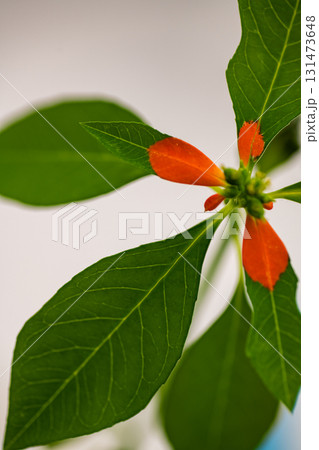 ショウジョウソウの開花時に赤色に変化した苞葉 131473648