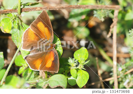 ウラギンシジミ（オス） 131473698