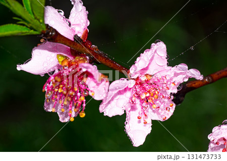 Peach tree flower in the green garden 131473733