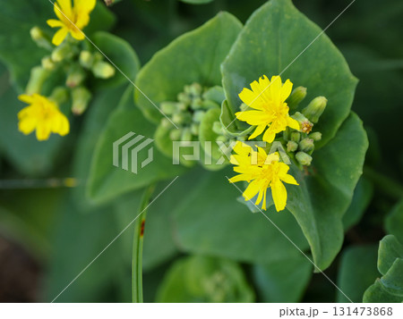 ホソバワダンのある風景 131473868