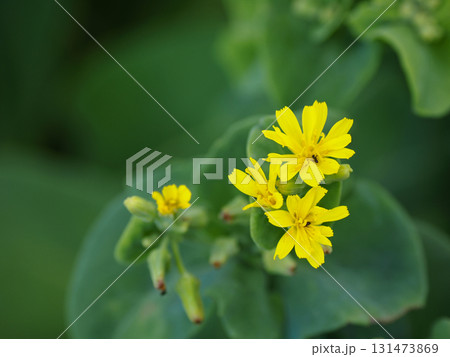 ホソバワダンのある風景 131473869