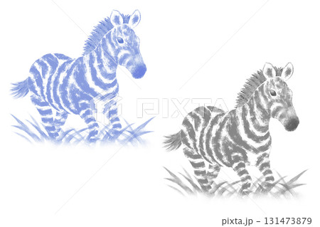 しまうま しまうま 131473879