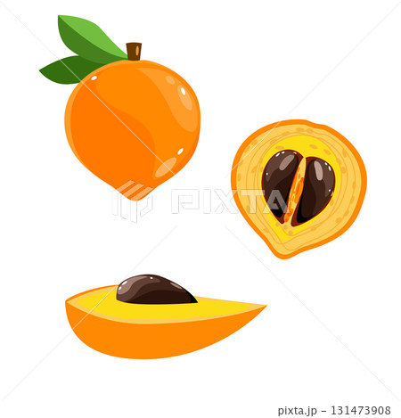Eggfruit canistel plant whole and half botanical vector illustration 131473908