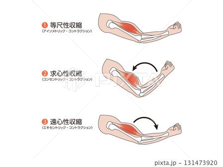 筋肉の構造　腕の筋肉の収縮　バーベルなし 解剖学　コントラクション 131473920