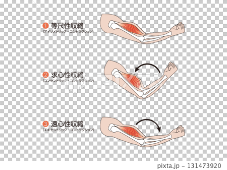 筋肉の構造　腕の筋肉の収縮　バーベルなし 解剖学　コントラクション 131473920