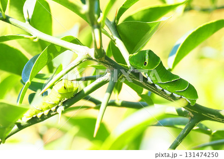 アゲハ（5齢・ナミアゲハ）の幼虫 131474250