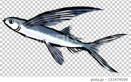 Brush painting illustration_Flying fish Brush painting illustration_Flying fish 131474509