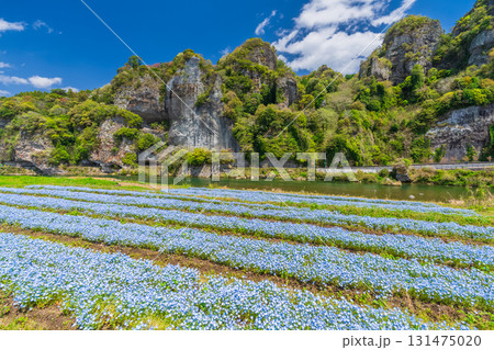 《大分県》青の洞門・ネモフィラ畑 131475020