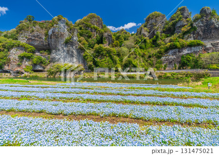《大分県》青の洞門・ネモフィラ畑 131475021